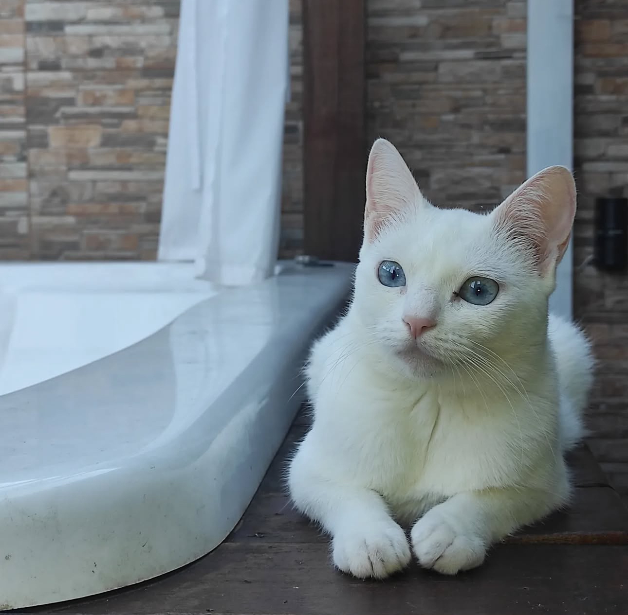 Pompom 