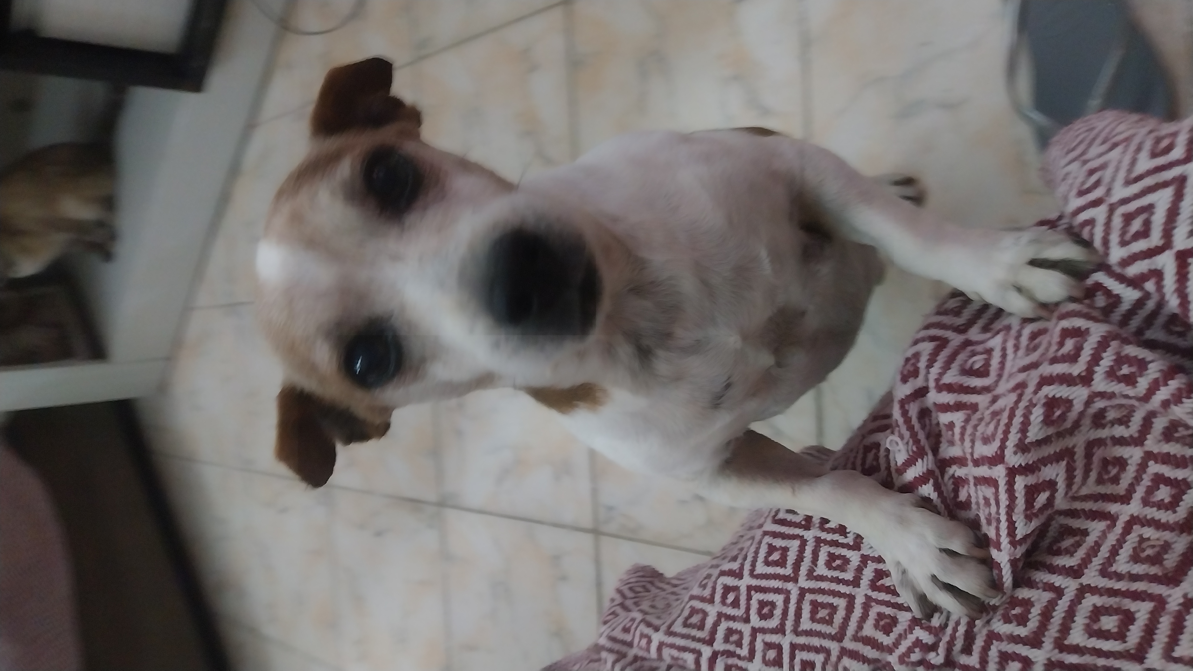imagem 0
