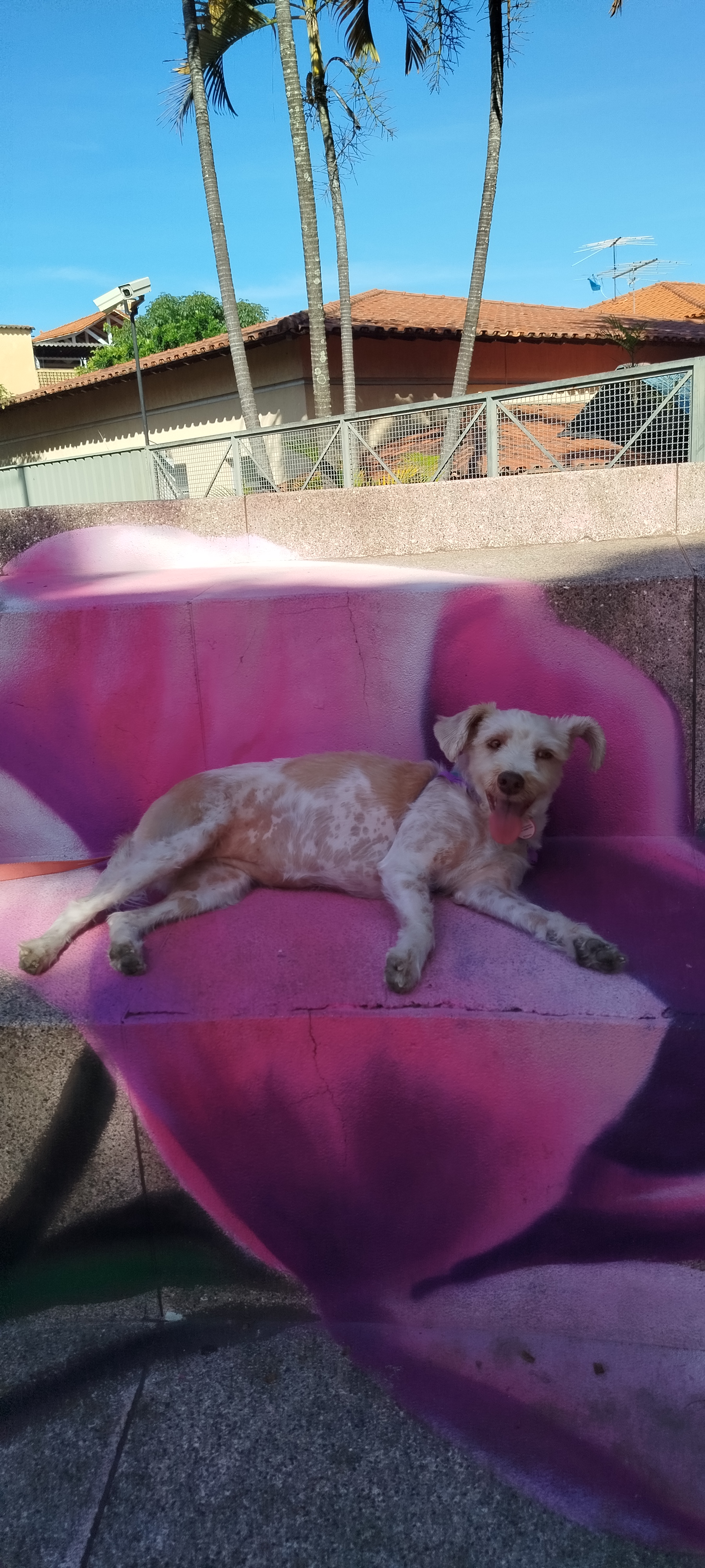 imagem 5