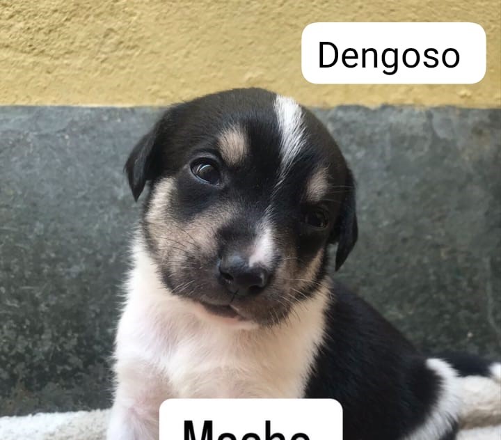 Dengoso