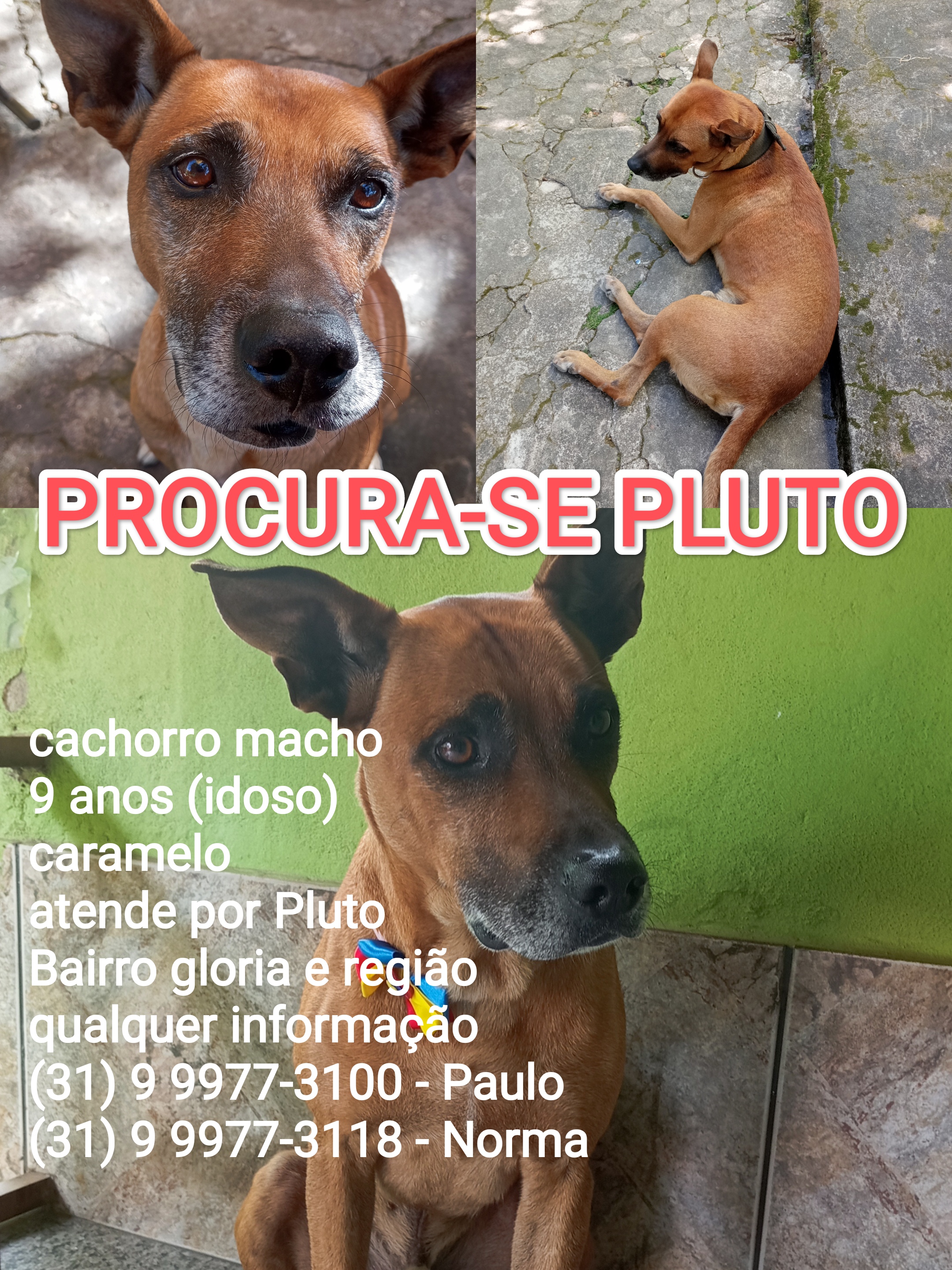 imagem 2