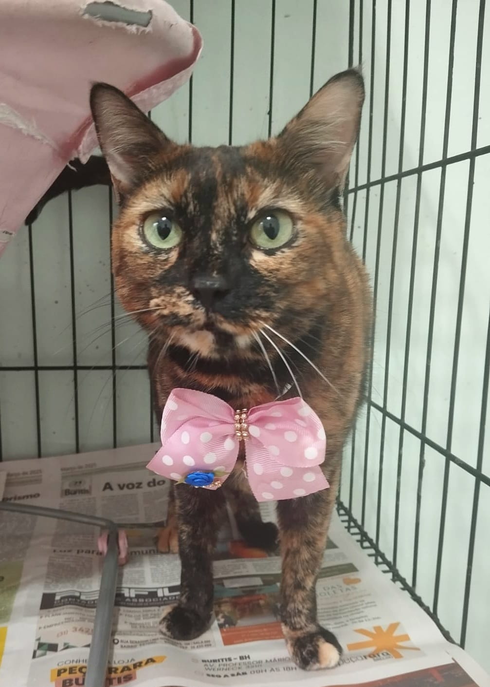 Mimi