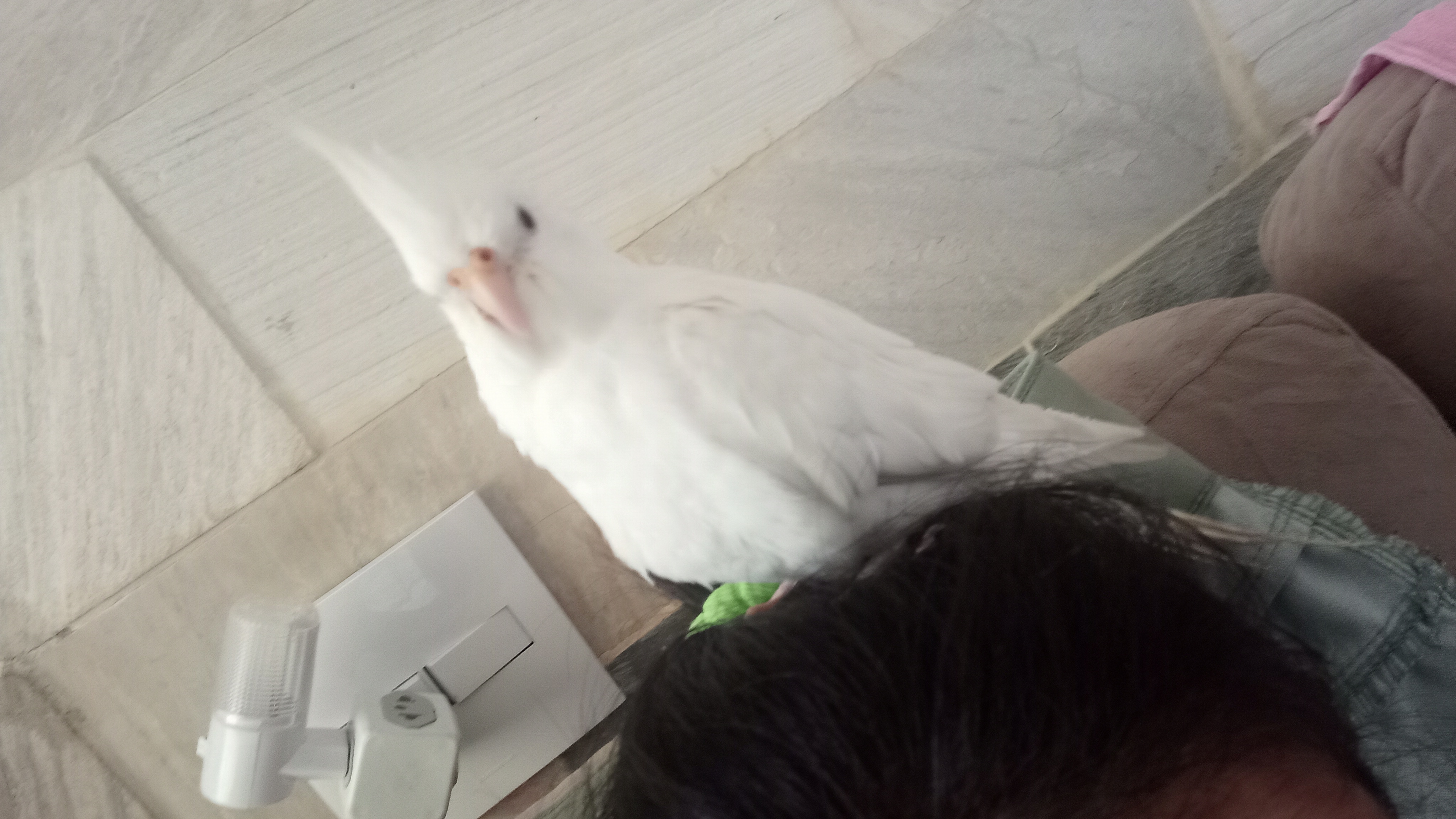 imagem 1