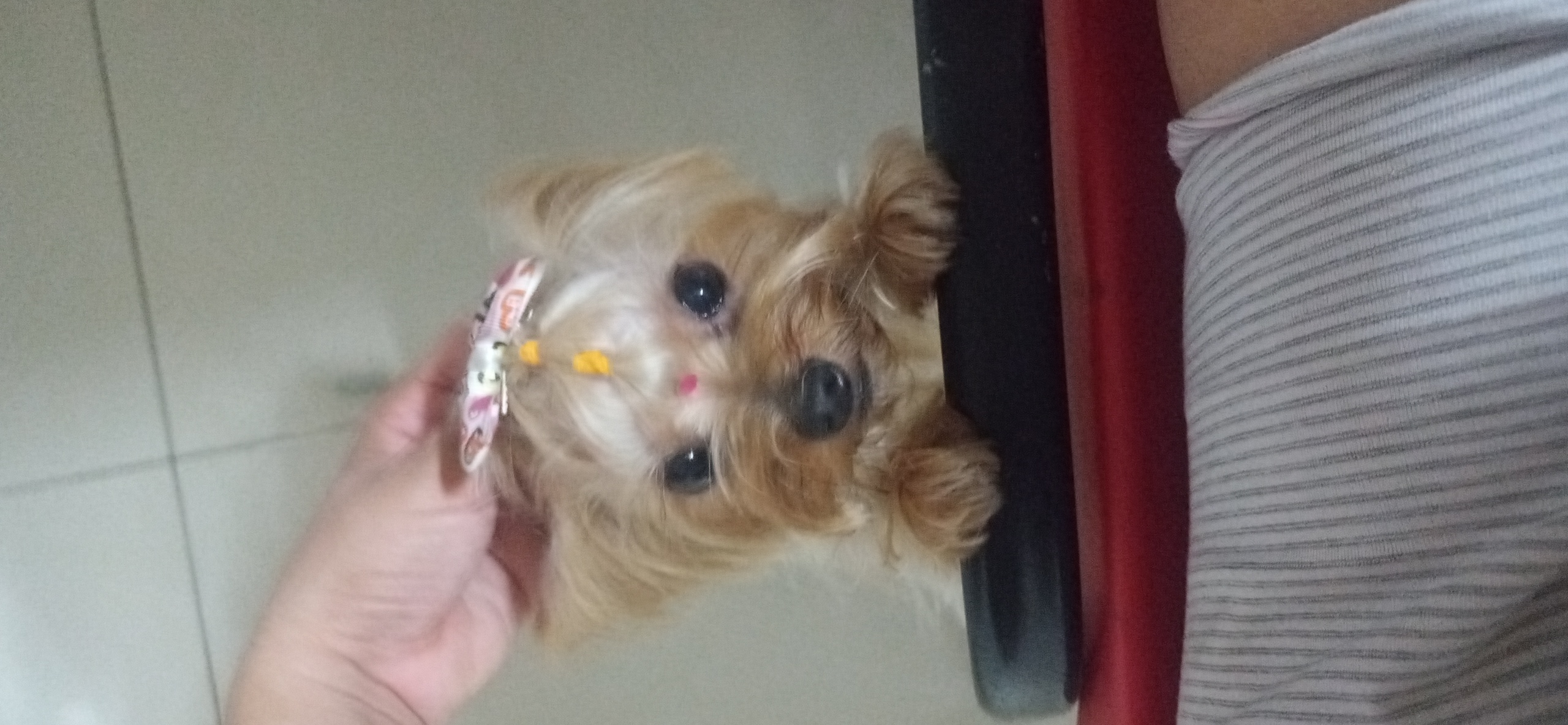 imagem 2