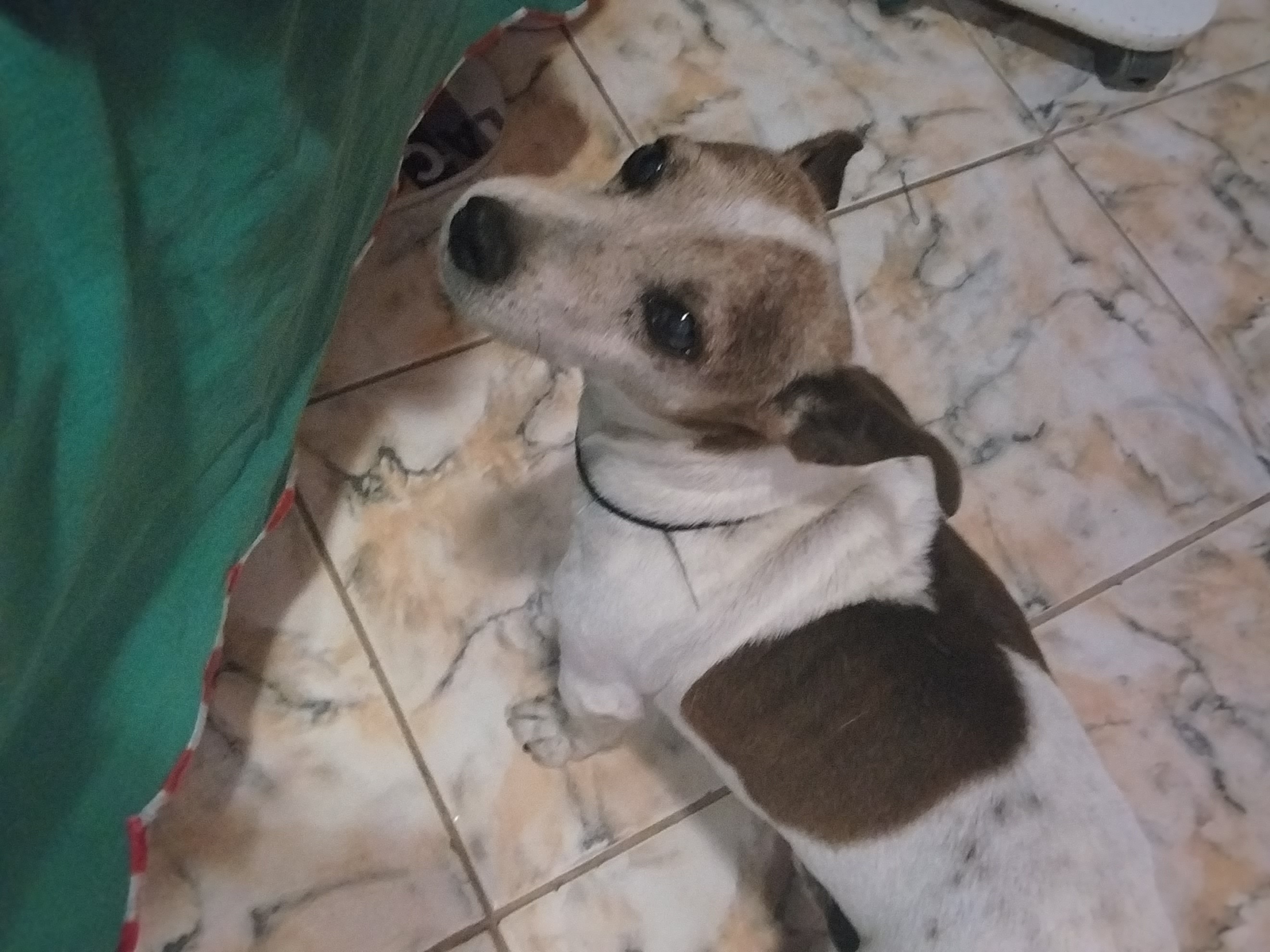 imagem 2