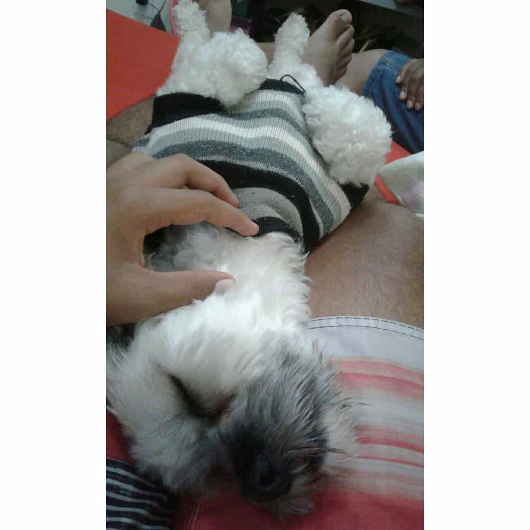 imagem 0