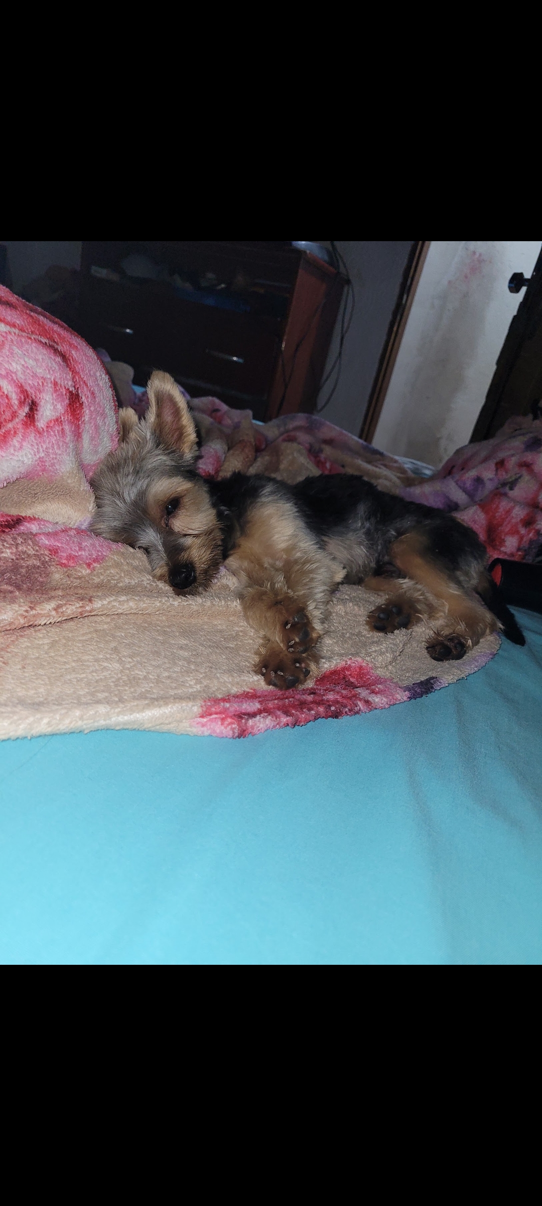 imagem 0