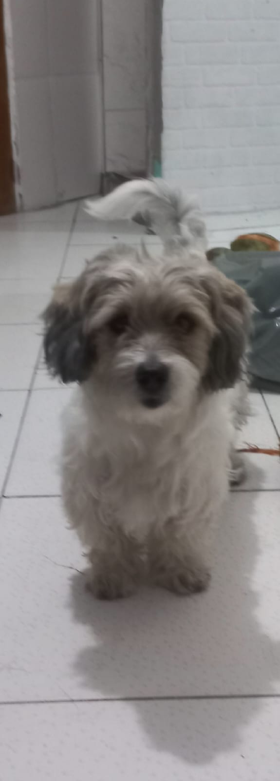 imagem 1