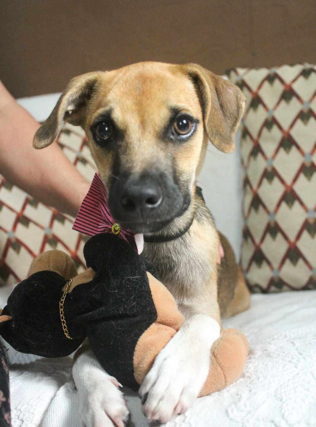 Loki