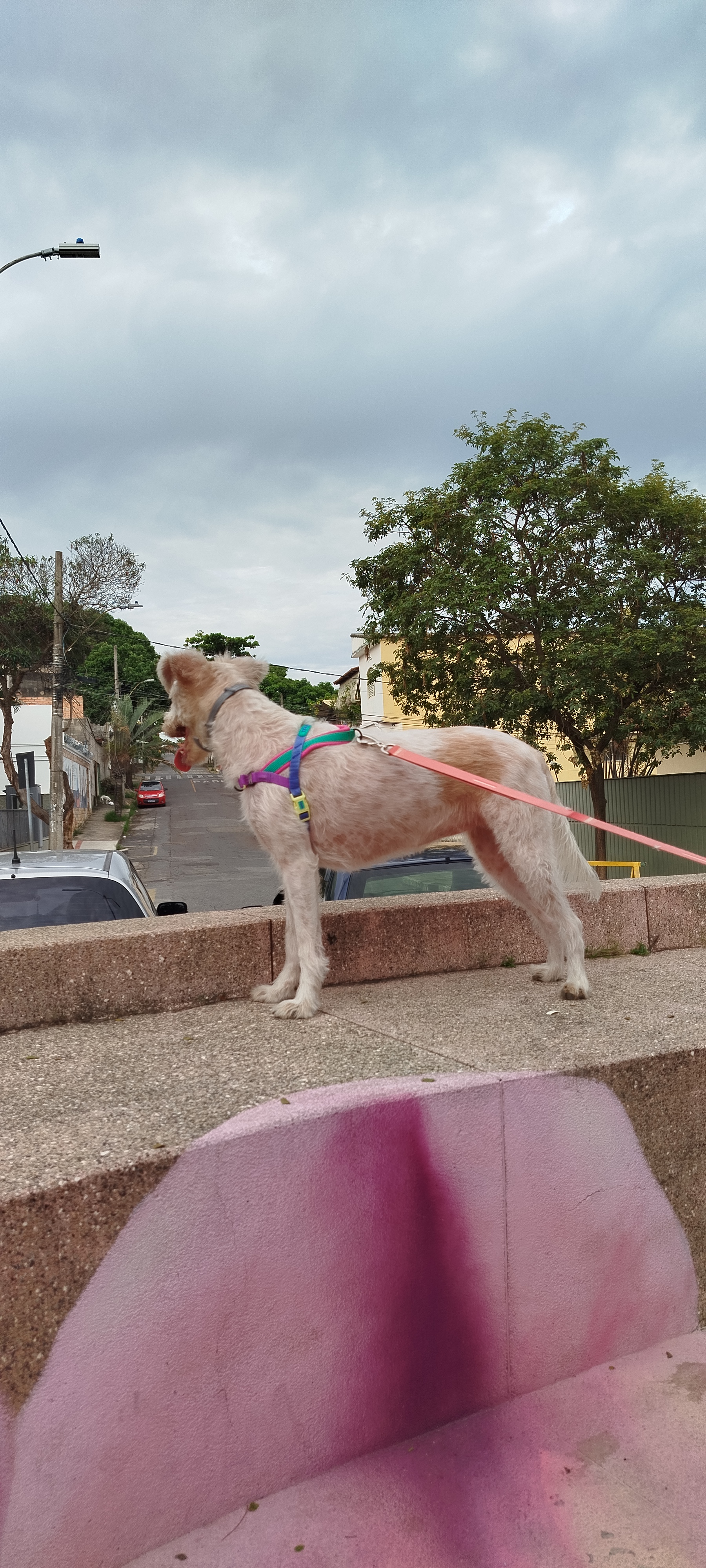 imagem 2