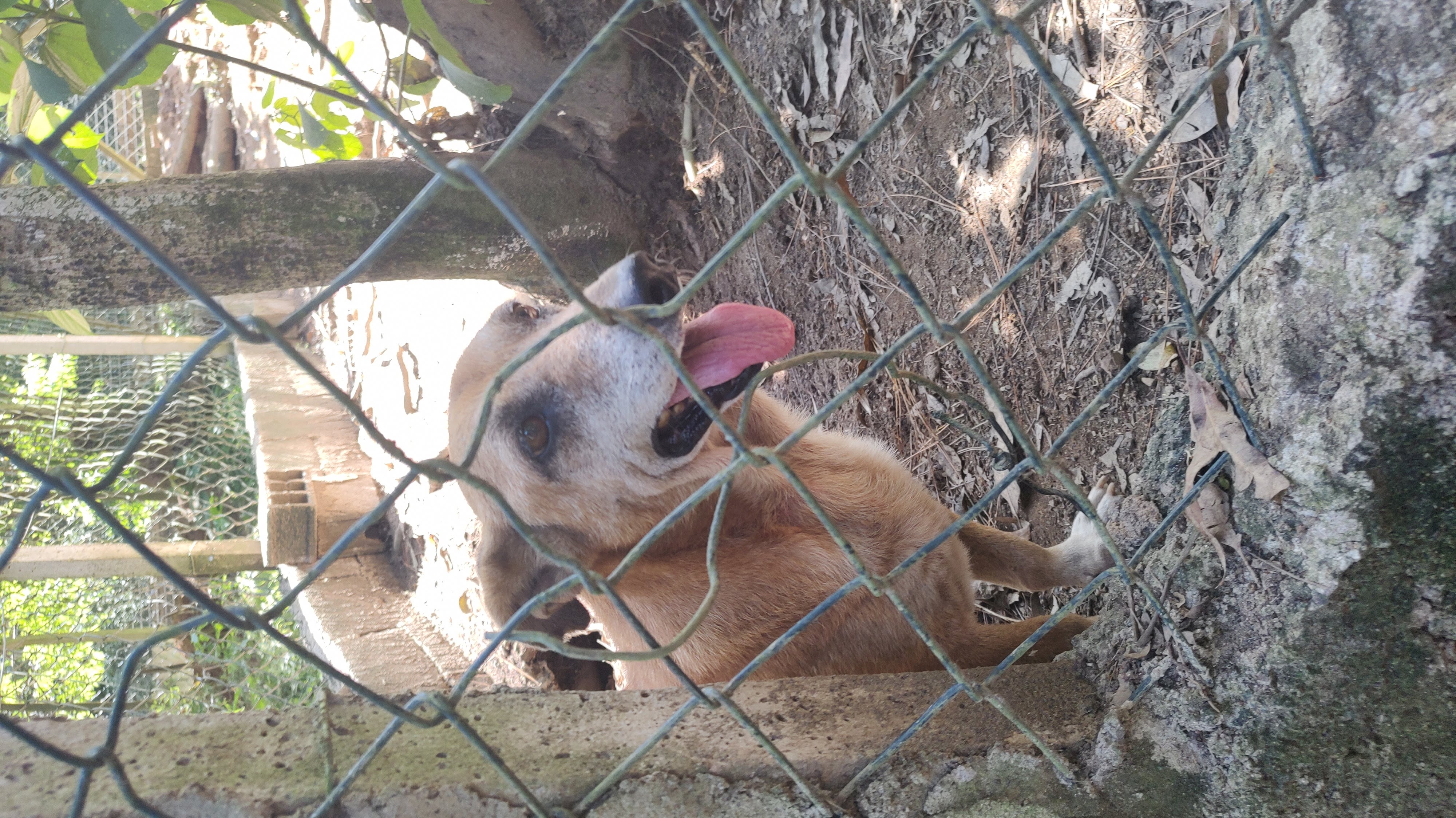 imagem 2