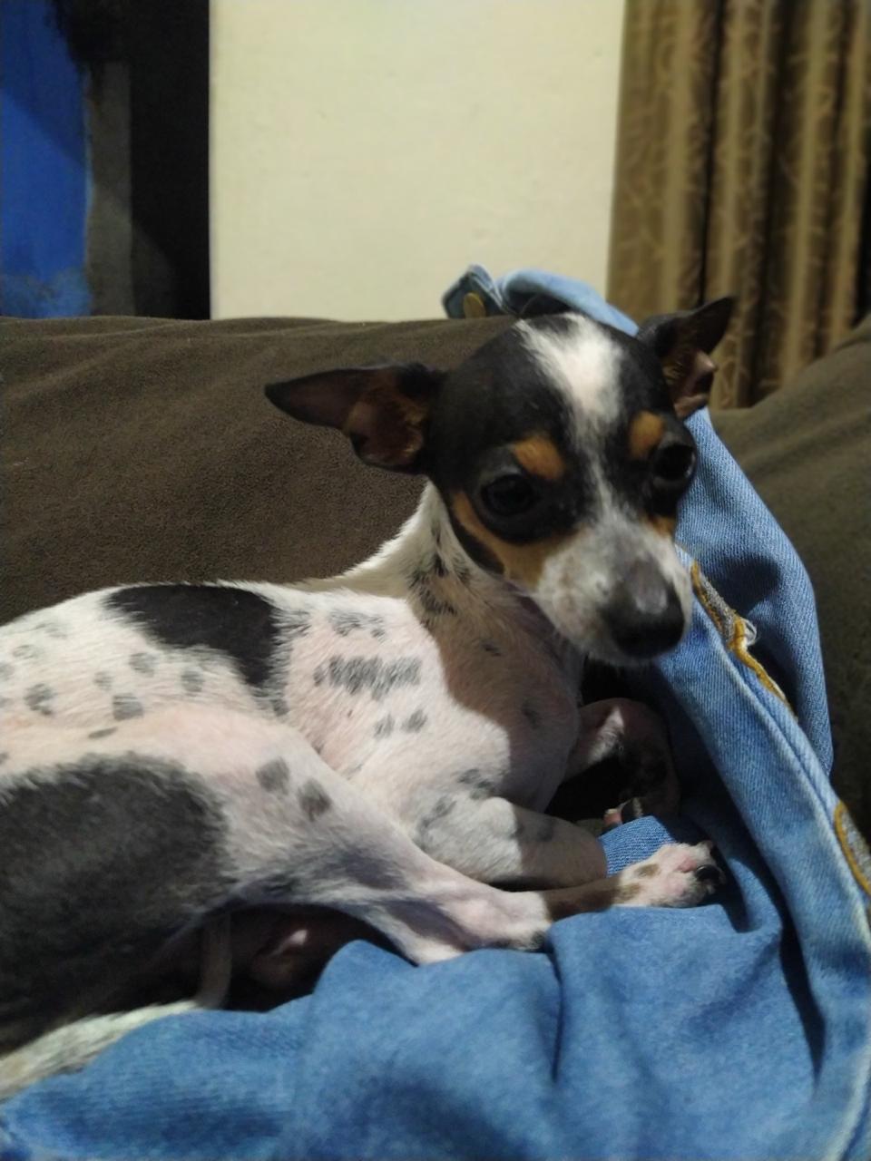 imagem 3