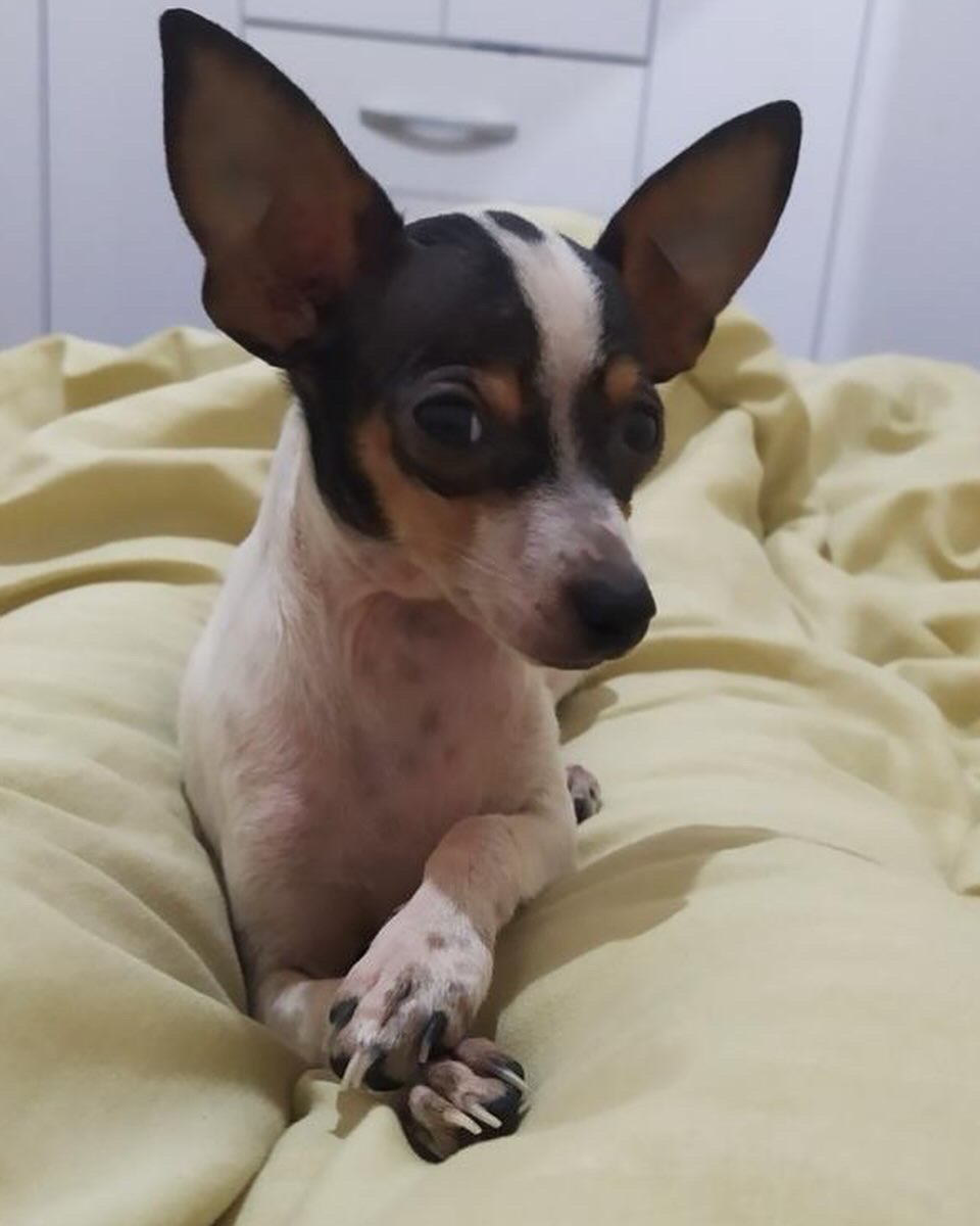 Leandro ou Guinho 