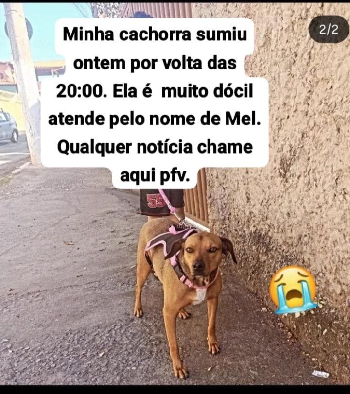 imagem 0