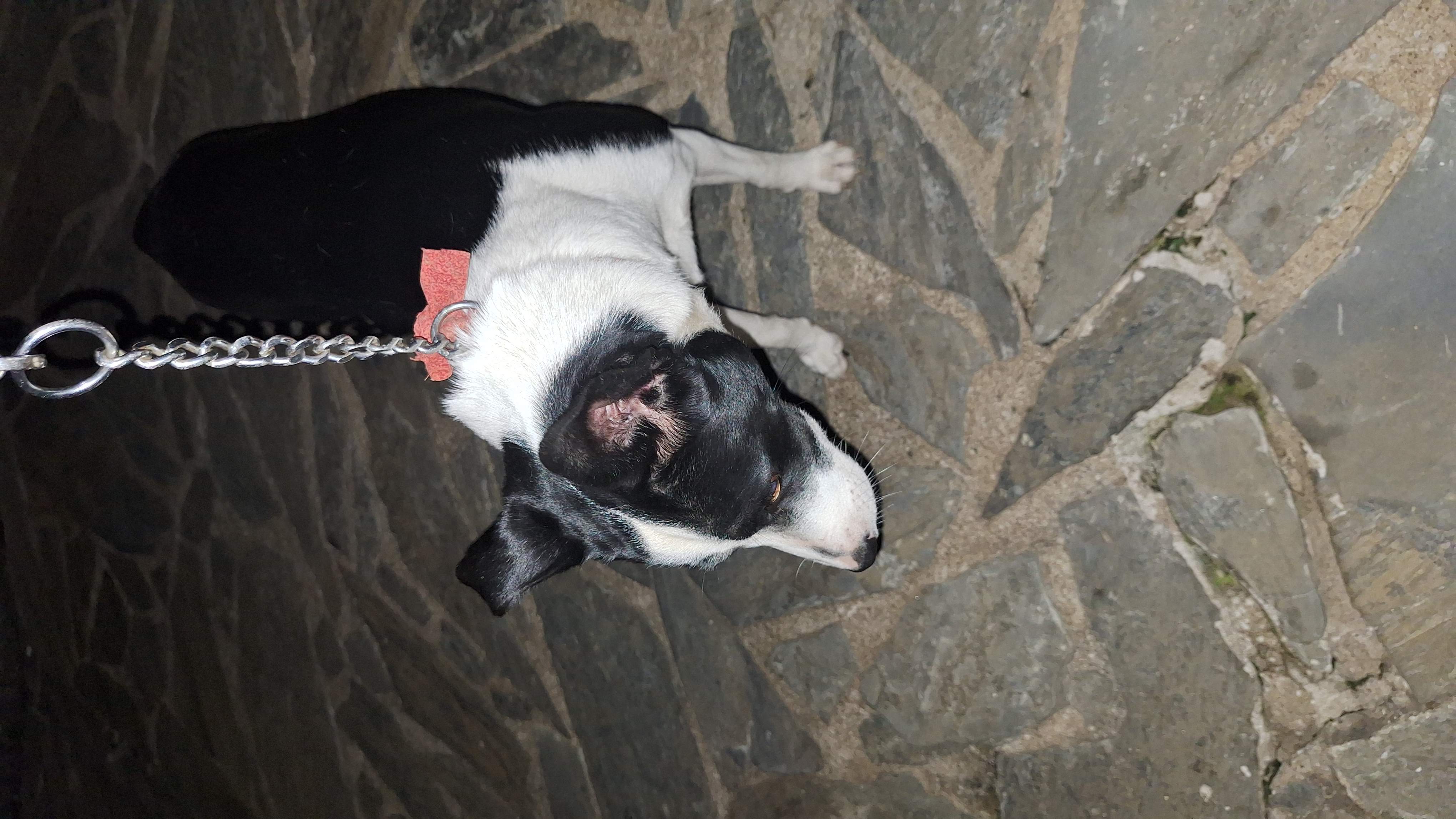 imagem 2