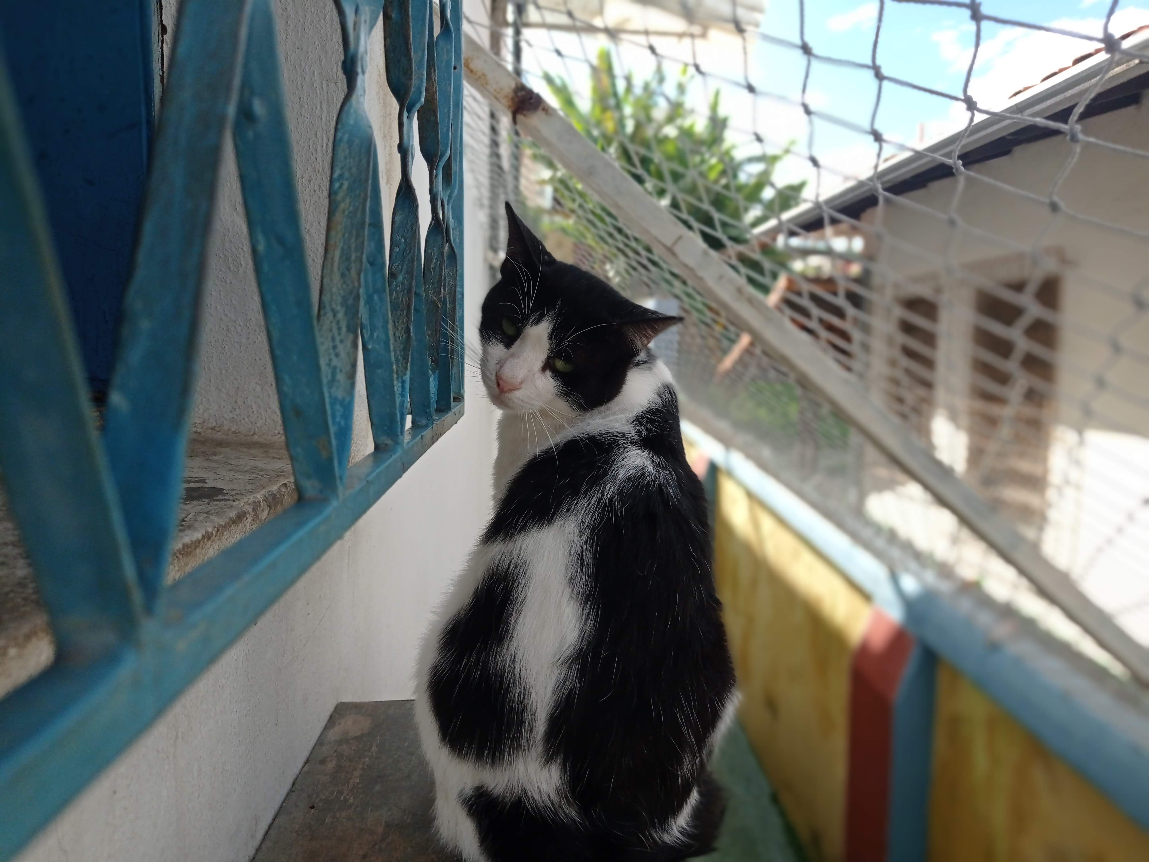 imagem 1