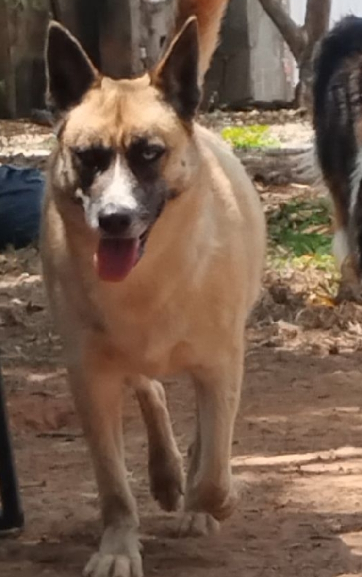 imagem 1