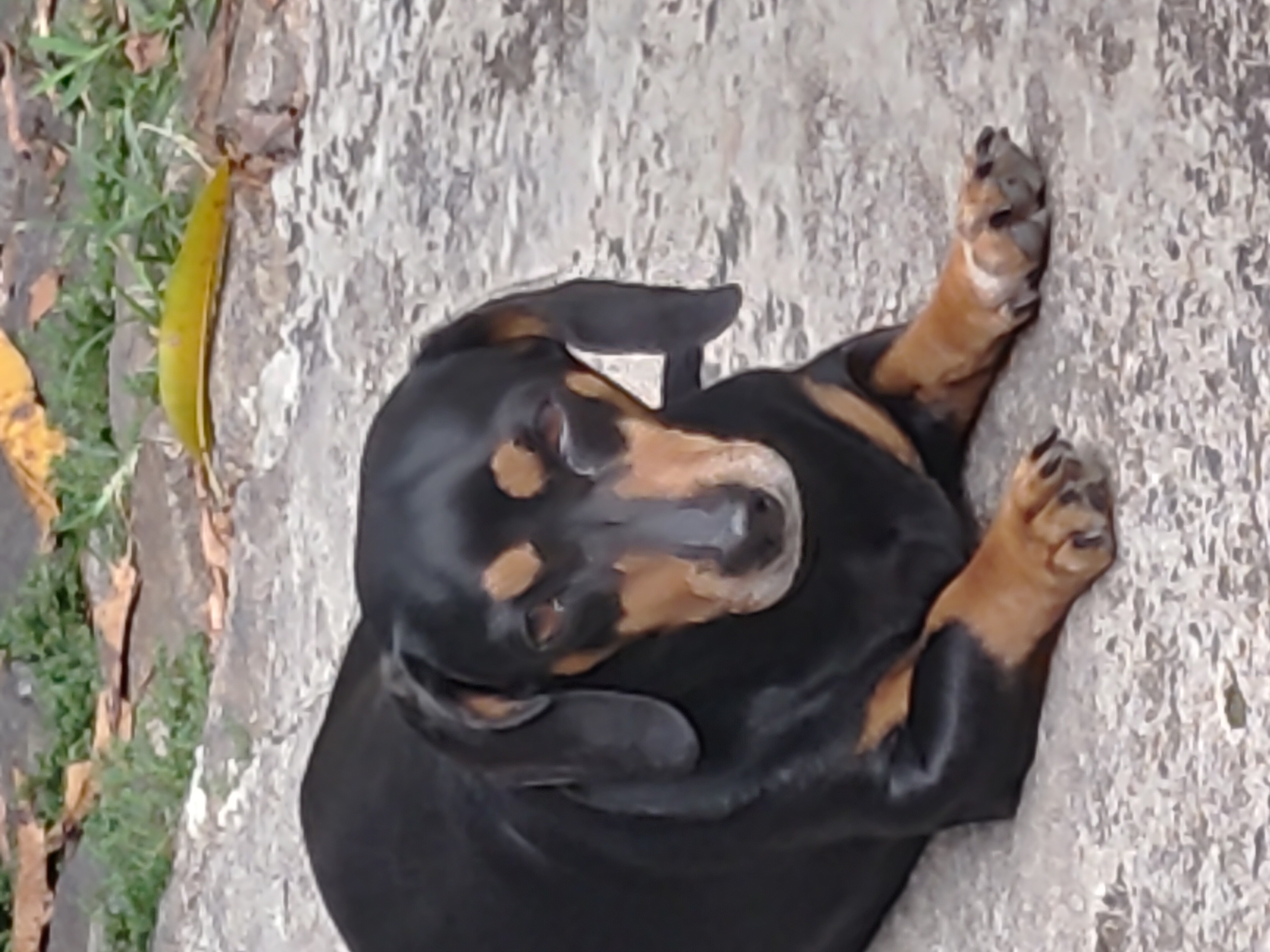 imagem 0