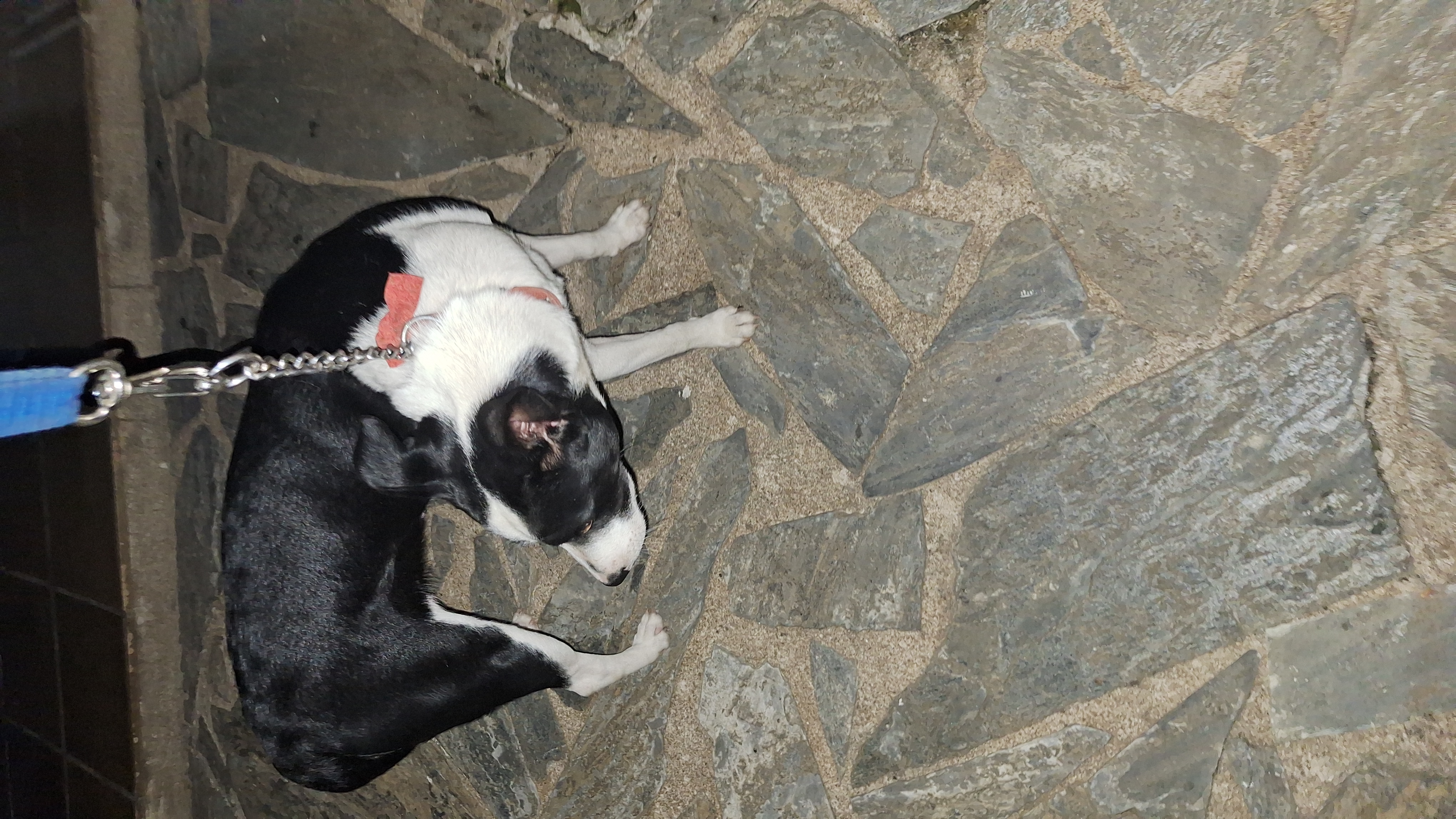 imagem 0