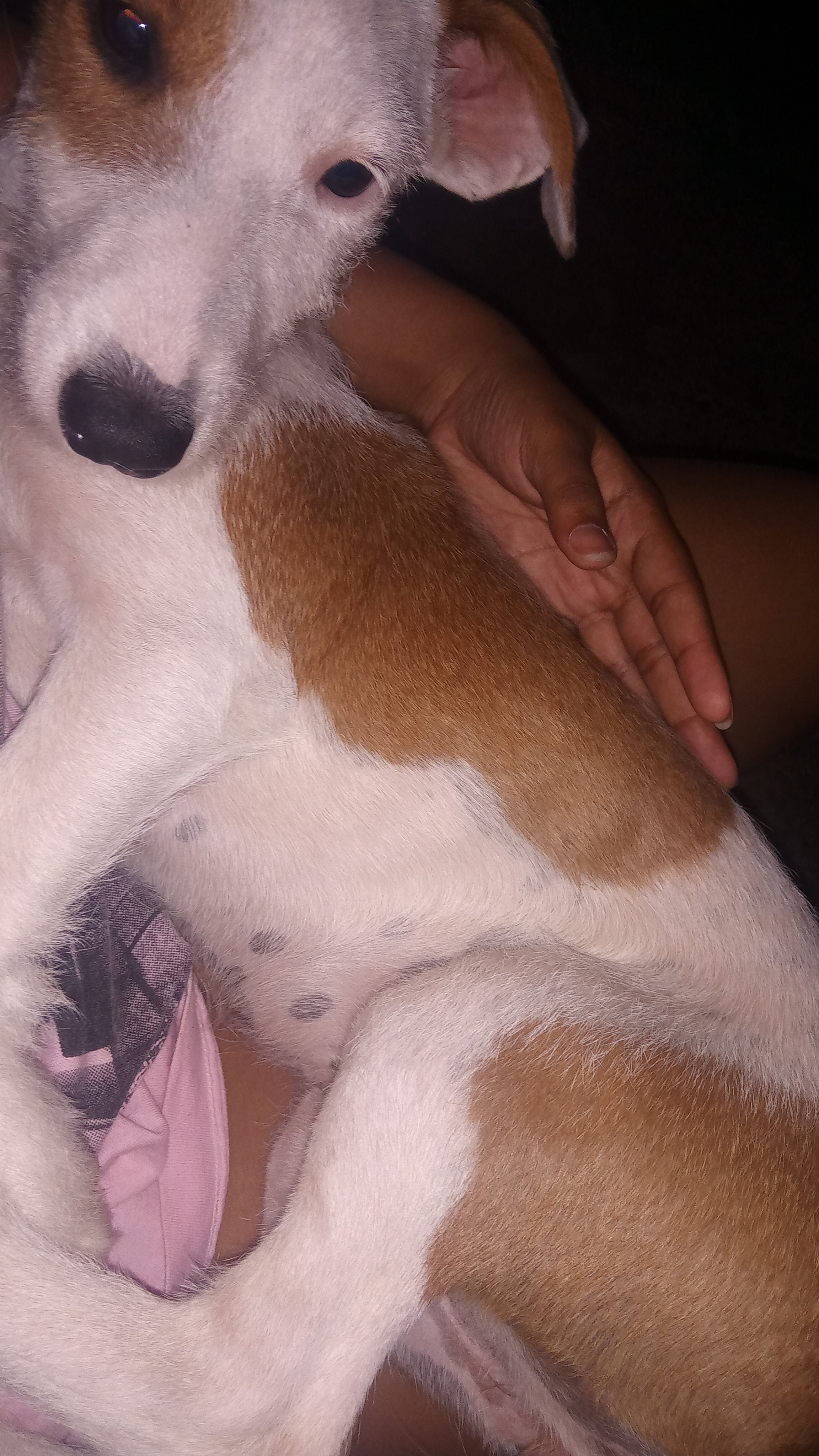 imagem 0